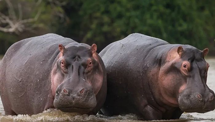 Belgian Zoo Hippos Test Positive for COVID    