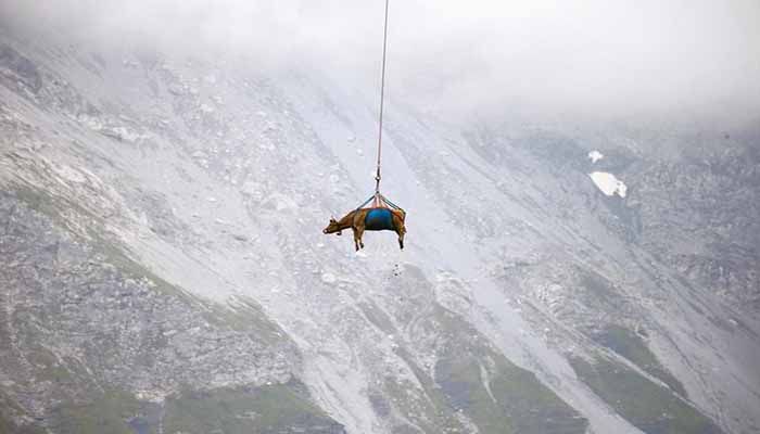 A cow is transported by a helicopter after its summer sojourn in the high Swiss Alpine meadows near the Klausenpass, Switzerland August 27. || Photo: REUTERS