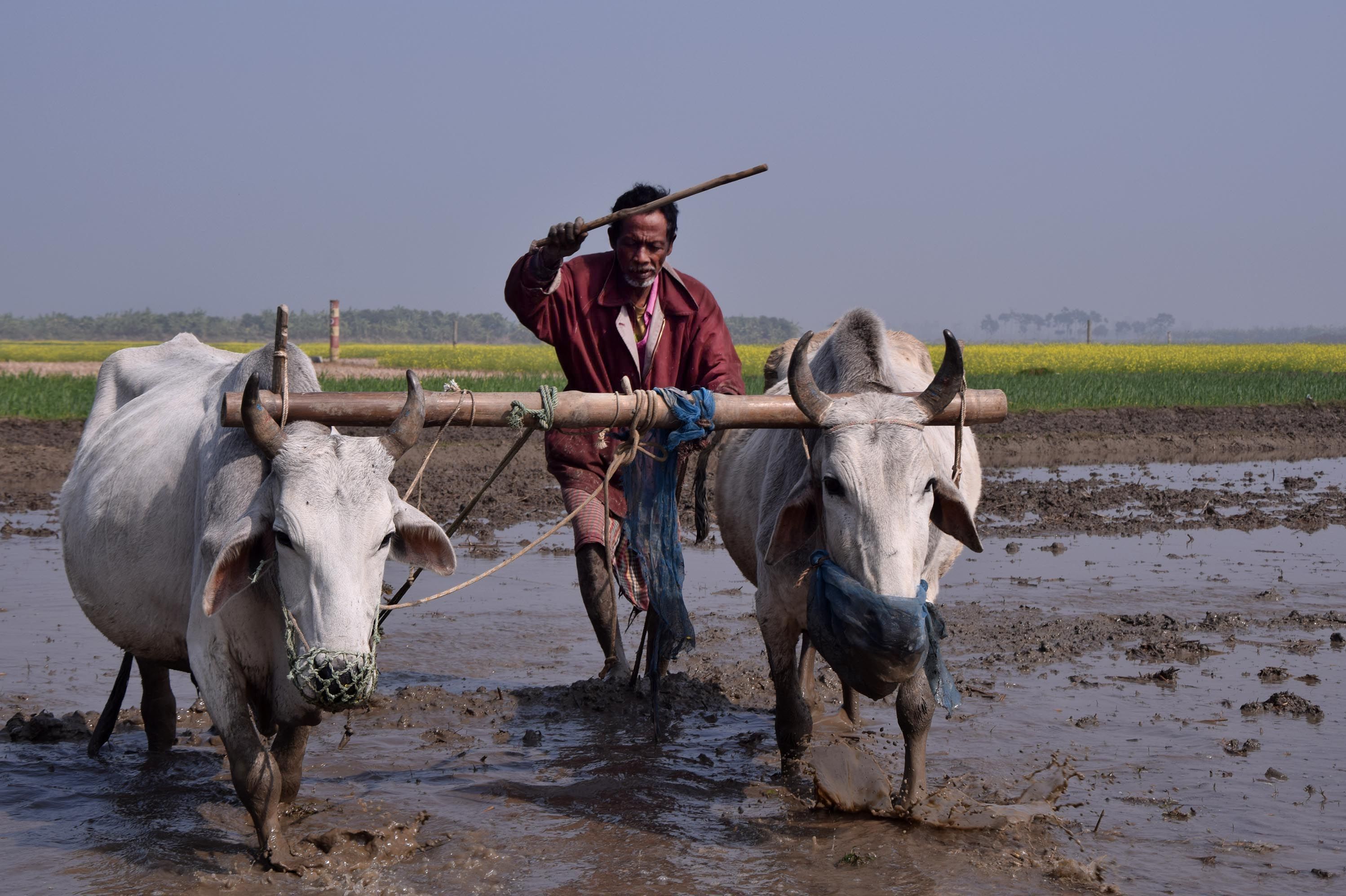 Saplings have been made in the seedbed of paddy, now the work of preparing the land is going on. In the winter morning, the farmer plows the field in the traditional way. The picture was taken from Kaikuri field in Karnahar of Paba upazila of Rajshahi.