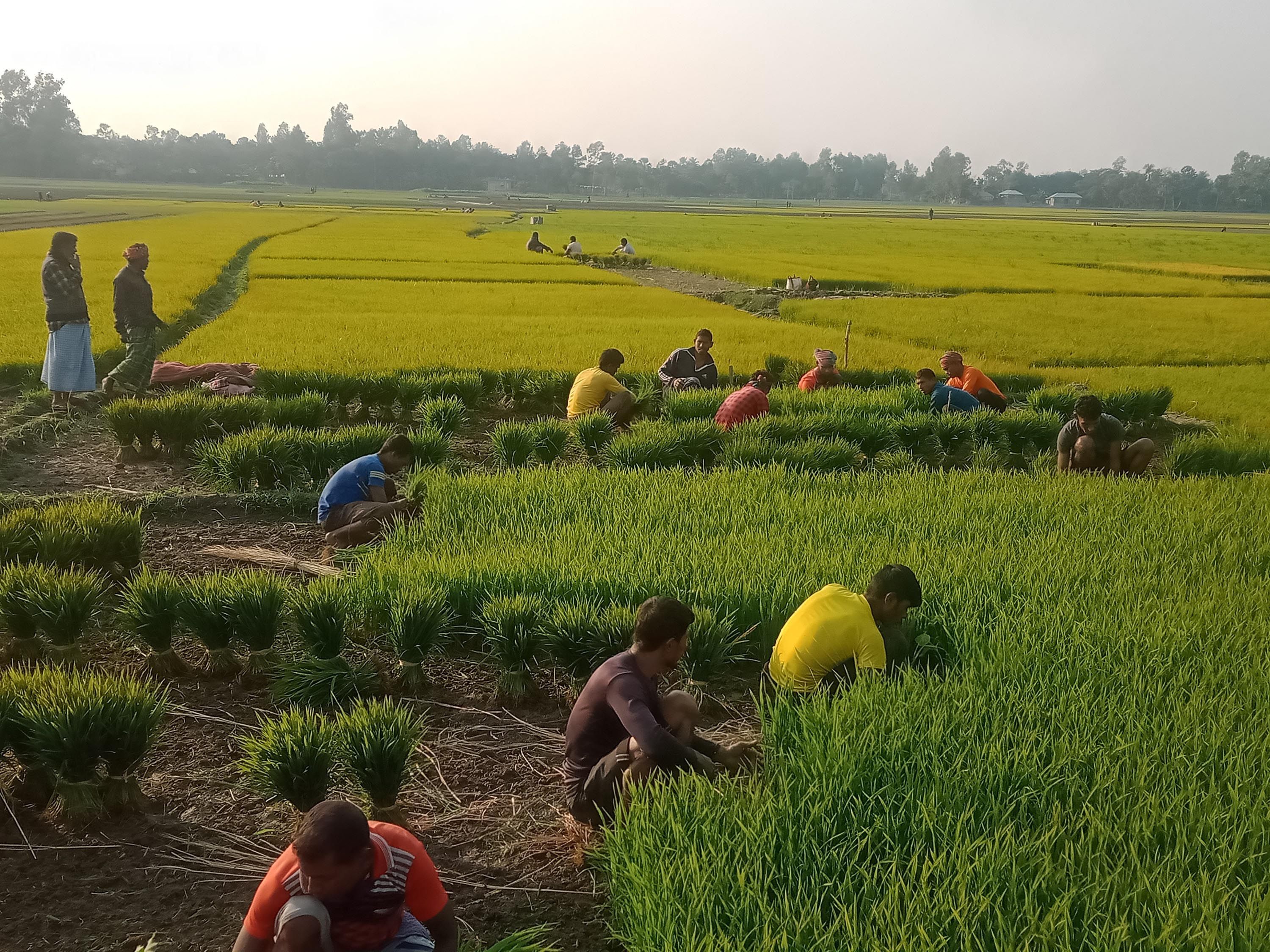 Farmers are busy picking seedlings for planting IRRI-Boro paddy. Picture taken from Patul area of Naldanga upazila of Natore.