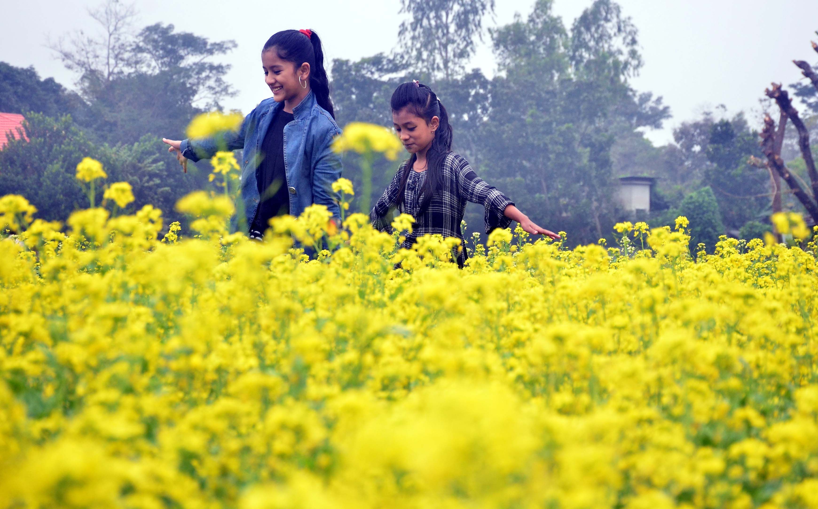 Traveling-lovers are coming from far and wide to see this beautiful view of mustard flowers. Tourists of all ages, from young to old, are busy taking pictures.