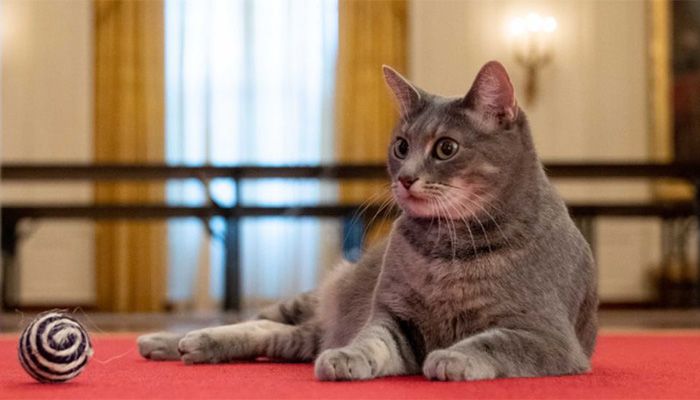 White House Welcomes New Cat Named Willow
