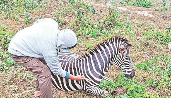 Another Zebra Dies in Bangabandhu Safari Park