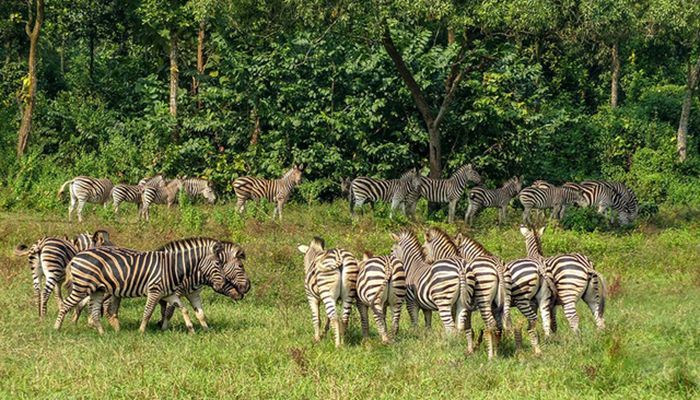 Zebras || Photo: Collected 