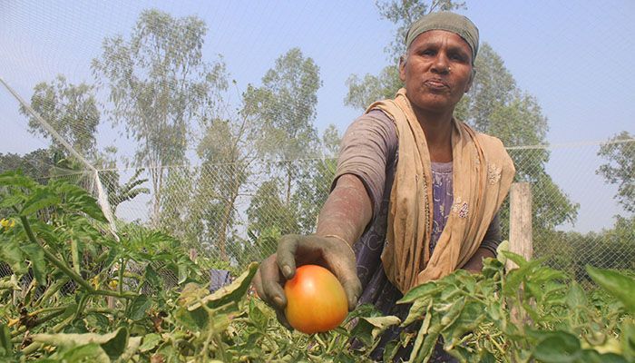 Tomato cultivation has brought smiles on the faces of farmers. They are busy collecting ripe tomatoes from the field. Wholesalers are coming to the field to buy tomatoes.