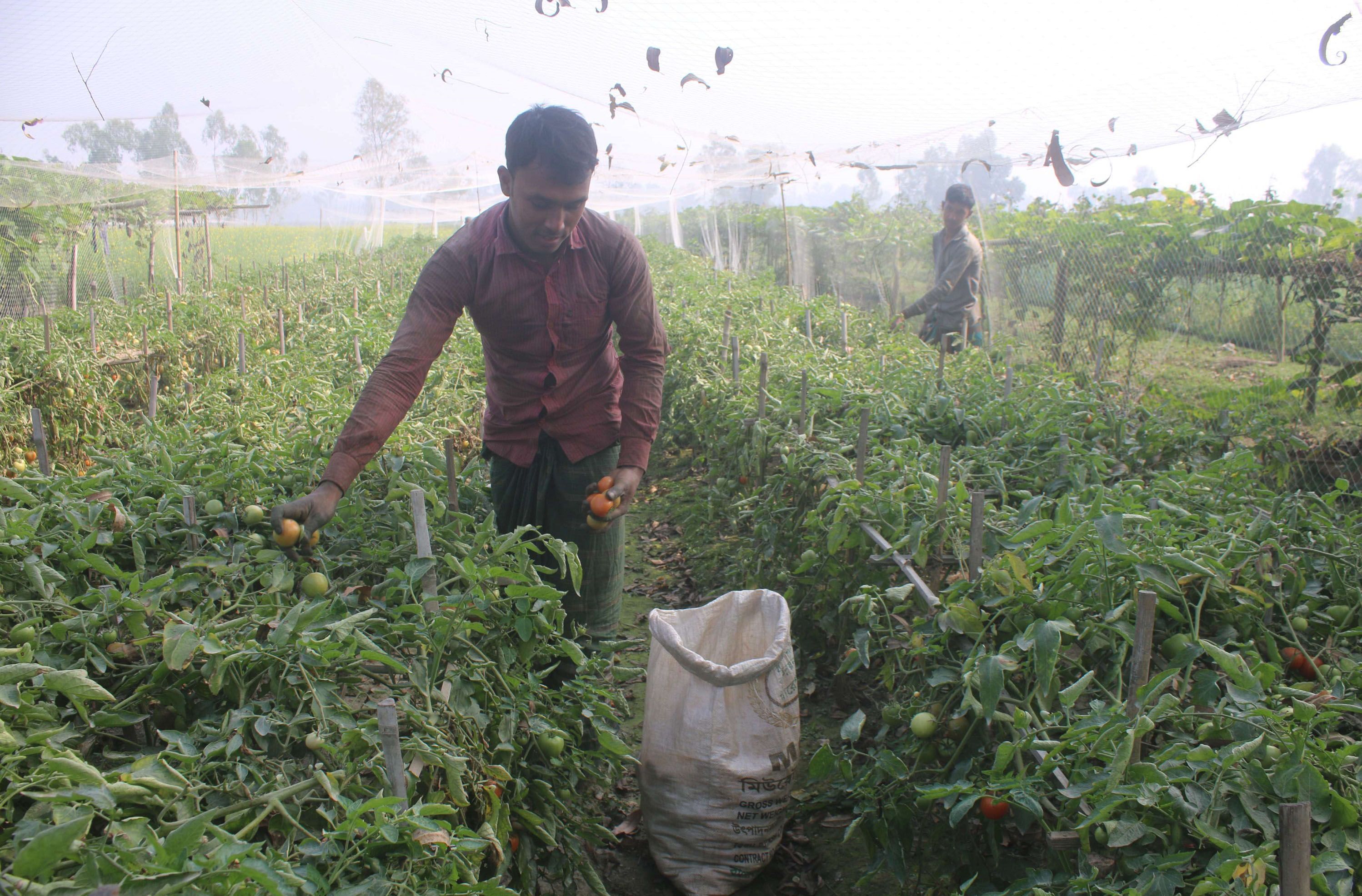 The farmers of Bogra district have been severely affected by the continuous rains and floods this year. However, in the midst of these adversities, the tomato farmers of Bogra's Dhunat upazila are hoping to make a profit by cultivating tomatoes in advance. Due to the good demand and price in the market, the farmers of this region have been cultivating tomatoes in advance with various adversities and risks.