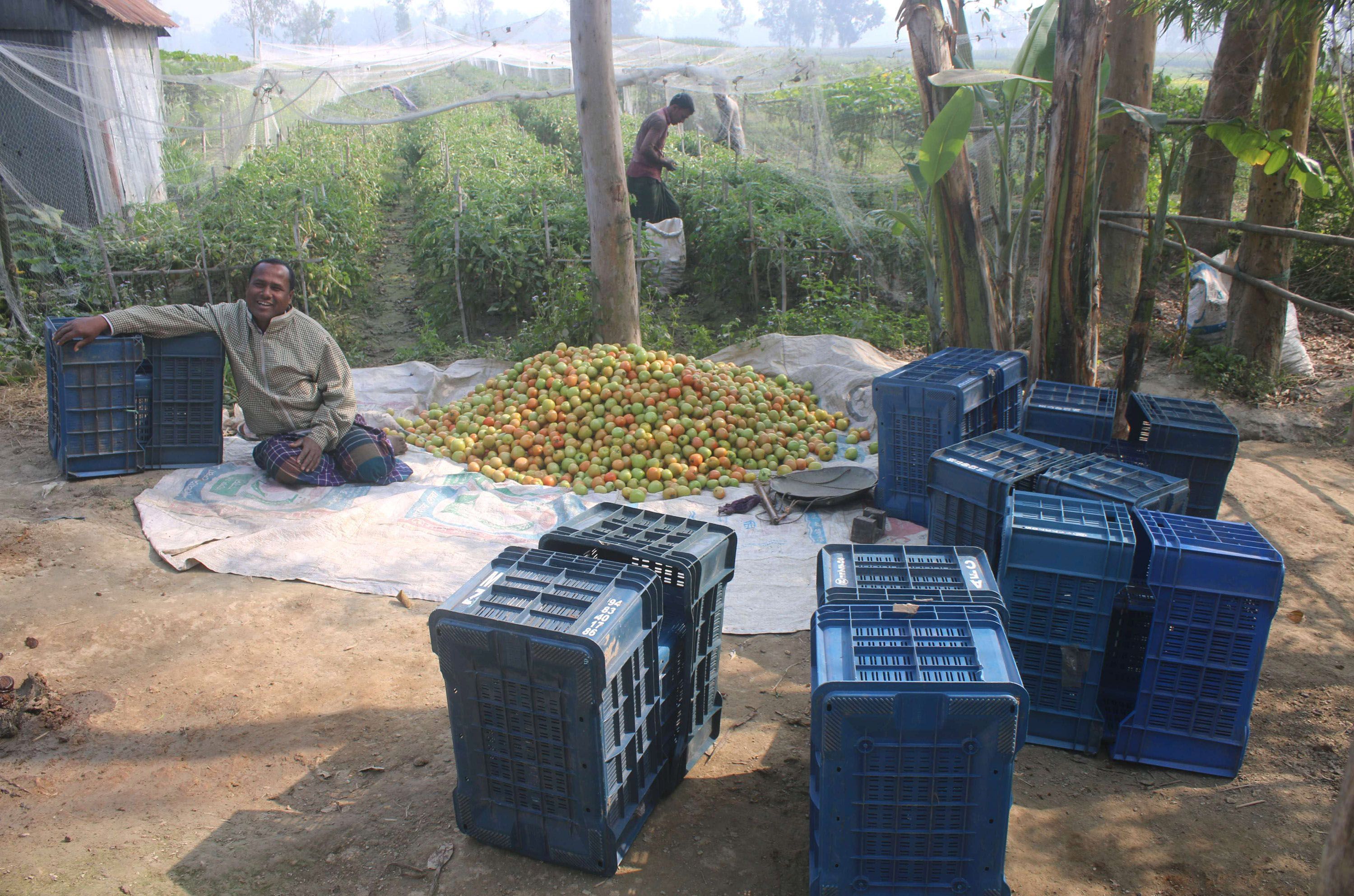 However, there is some problem in ripening tomatoes. It is necessary to collect ripe raw tomatoes from the tree and cover them in piles for 2-1 days, otherwise good color does not come. However, the farmers think that it will be possible to increase the production if the government gets any facility.