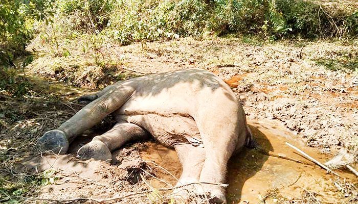 Another Wild Elephant Found Dead in Sherpur 