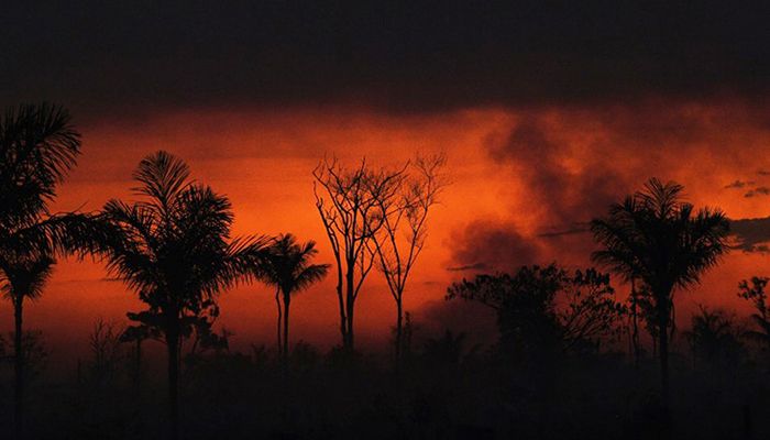 Deforestation in Brazilian Amazon Hits January Record  