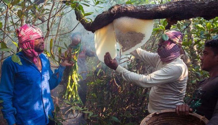 Honey Extraction From The Sundarbans to Start on March 15