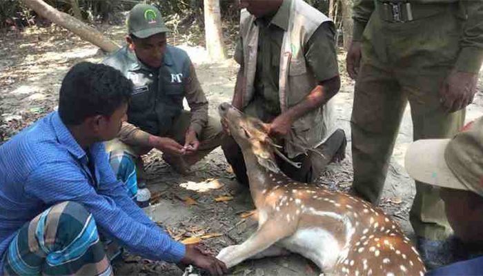The forest department has rescued a spotted deer from Mongla || Photo: Collected 