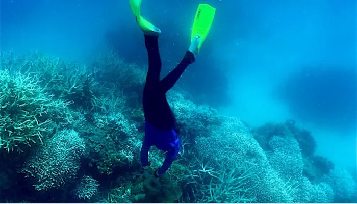 Australia Declares 'Mass Bleaching' at Great Barrier Reef       