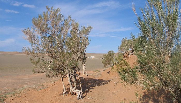 Saudi Arabia Turns to Drought-Surviving Saxaul Tree for Climate Defence