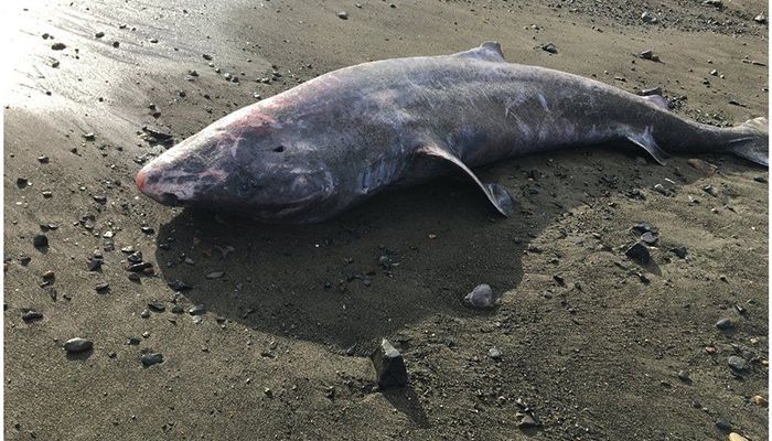 Rare Greenland Shark Was 100-Year-Old Juvenile, Post-Mortem Suggests    
