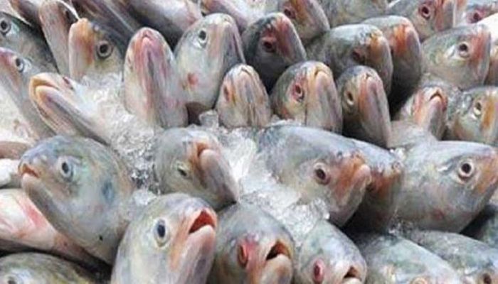 2-Month Ban on Hilsa Fishing Begins Tuesday   