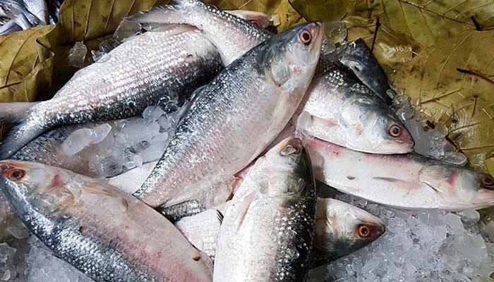 2-Month Ban on Hilsa Catching to End Saturday Midnight  