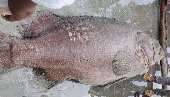 150kg Boal Poa Fish Sold for Tk1.90 lakh in Teknaf