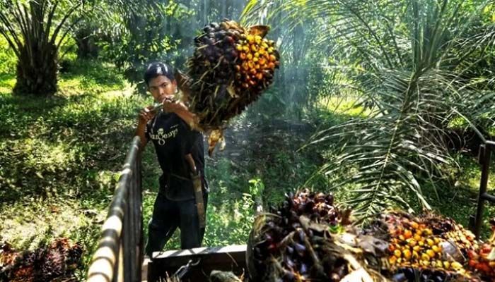 Indonesia's Palm Oil Export Ban Heats Up Vegetable Oil Market  