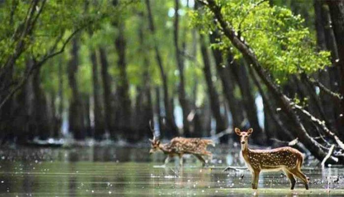 The Sundarbans || Photo: Collected 