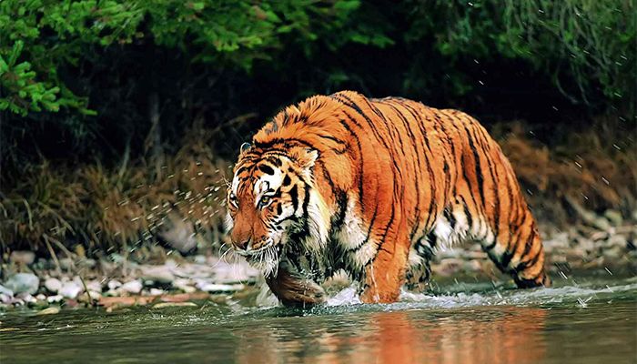 114 Tigers in The Sundarbans