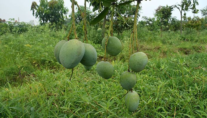 Mango of Rajshahi is popular all over Bangladesh. Although there are different species of mangoes, The name of the mangoes that are seen in the picture is 'BARI Four'.