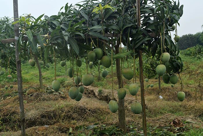 These trees, which are three to four feet high, have a lot of mangoes. These mangoes, which are delicious to eat, have one more month left to come to the market.