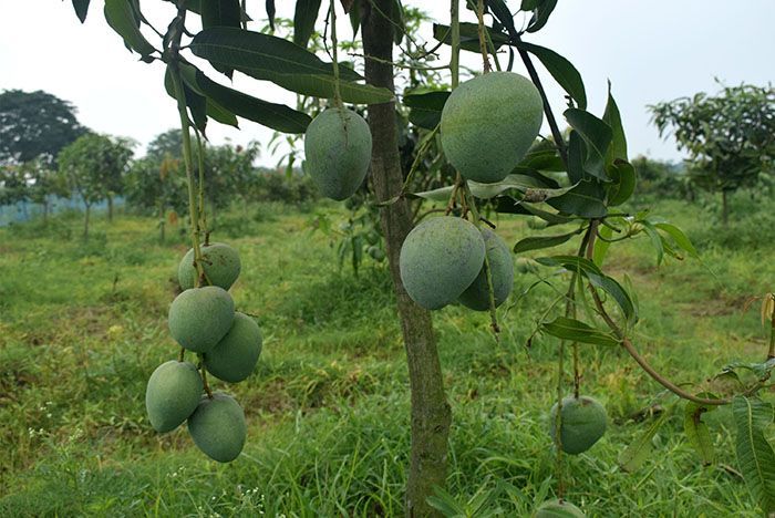 Bangladesh Agricultural Research Institute (BARI) invents 'BARI Four' Mango. It is fibrous, the core is yellow, very sweet, even in its raw state.