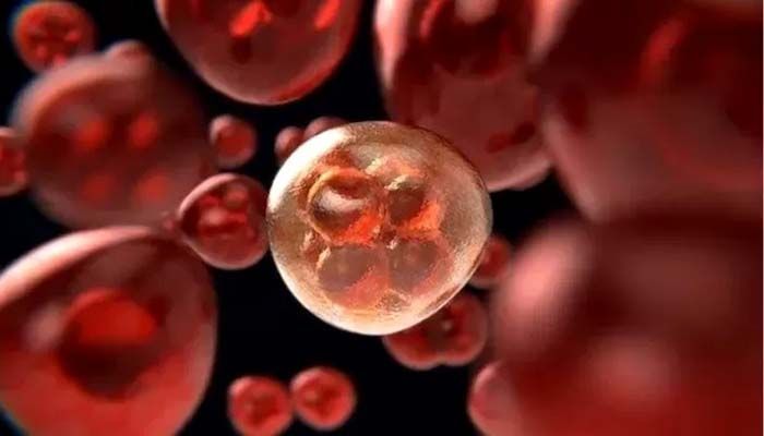 Australian Researchers Make Breakthrough in Rare Blood Cancer Treatment   