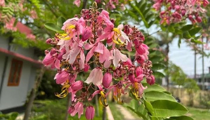 Cassia Javanica Blossoms in Khagrachari Hilltop