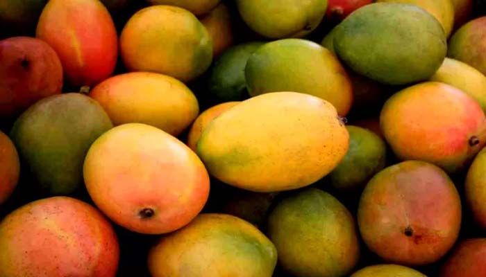 Different varieties of Mangoes || UNB Photo: Collected  
