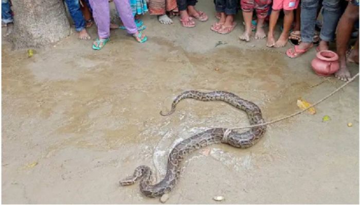 8-Feet Long Python Rescued from Paddy Field in Lalmonirhat   