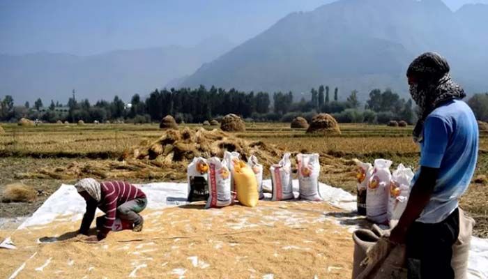 Kashmiri farmers collect winnowed rice grain after a harvest on the outskirts of Srinagar September 22, 2020 || Reuters Photo: Collected 