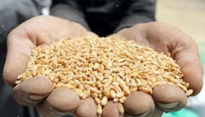 No Need to Import Wheat before August: Food Ministry 