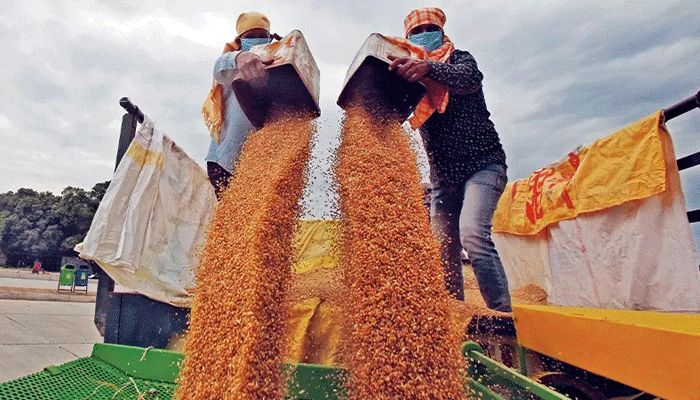 India to Export Wheat to Friendly, Needful Countries 