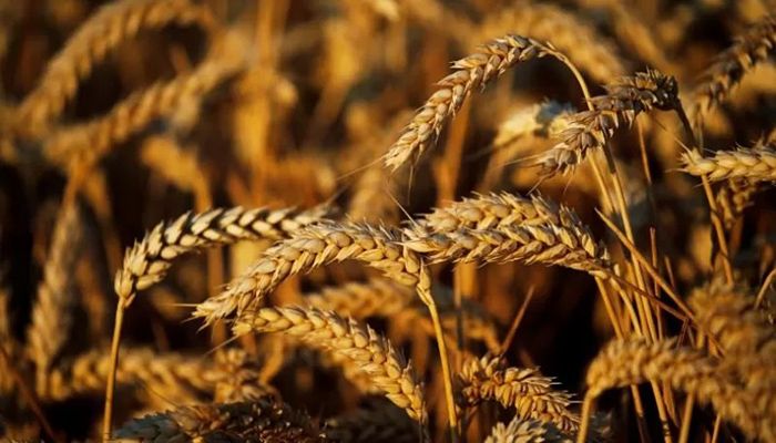 Efforts On to Import Wheat from 5 Alternative Sources: Tipu Munshi   