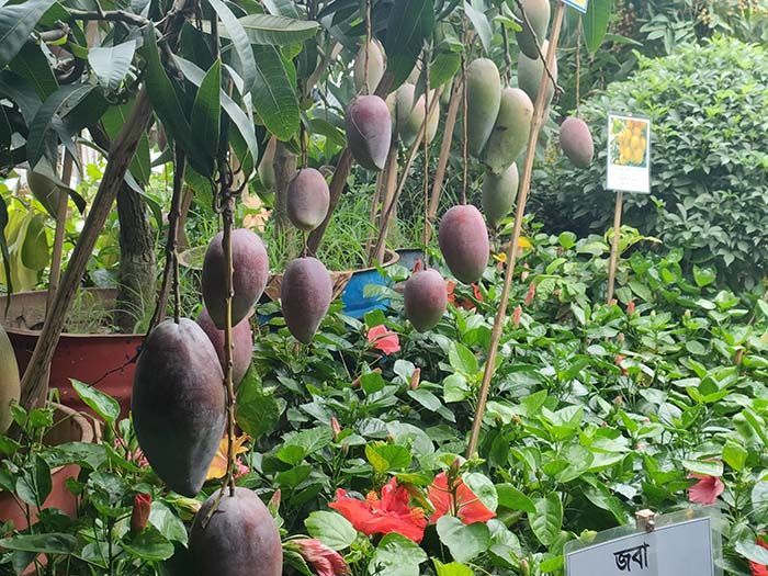 Tree traders have set up stalls of various local and foreign fruits including mango, jackfruit and Java Plum.