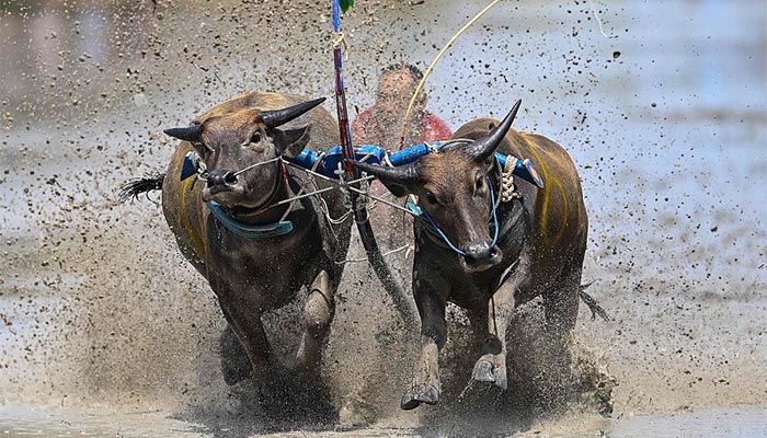 Water Buffalo Racing Festival in Thailand