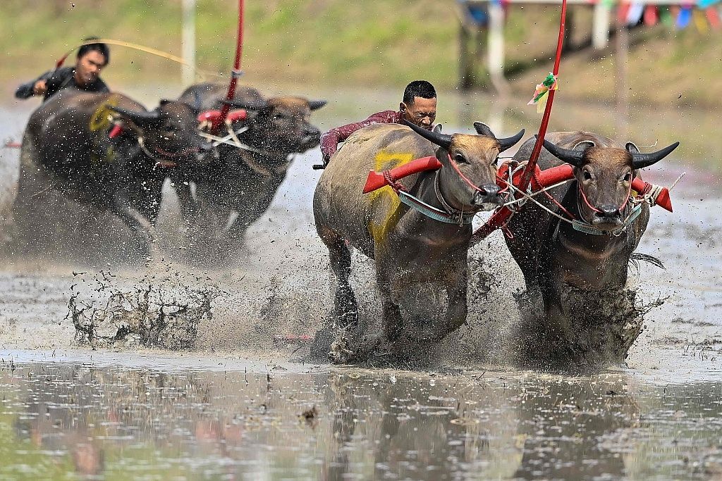 With a history of 130 years, the traditional water buffalo racing festival marks the beginning of the rice season. 