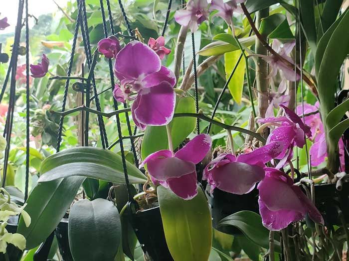 This year's tree fair has a variety of orchids.