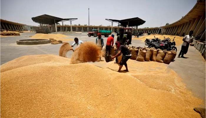 Workers fill sacks with wheat at the market yard of the Agriculture Product Marketing Committee (APMC) on the outskirts of Ahmedabad, India, May 16, 2022 || Reuters Photo