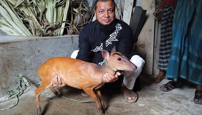 Barking Deer Rescued from a Pond in Habiganj