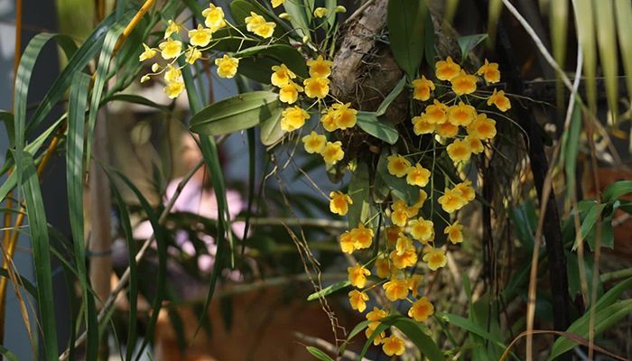 Chaithoai Marma Takes Initiative to Conserve Mountain Orchids