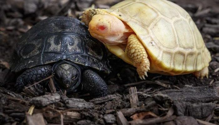 Rare albino Galapagos Giant Tortoise Born in Swiss Zoo 