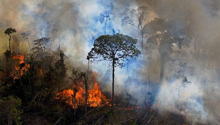 Deforestation in Brazilian Amazon Remains High in May