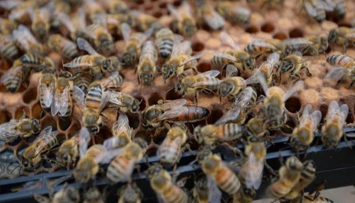 Lockdown for Australian Bees As Pest Detected Near Port   