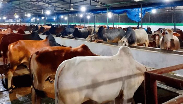 Cattle Farmers Worried of Lumpy Skin Disease Ahead Of Eid  