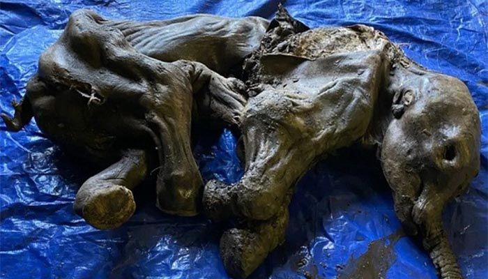 Baby Mammoth Frozen over 30,000 Years Ago Found in Canada