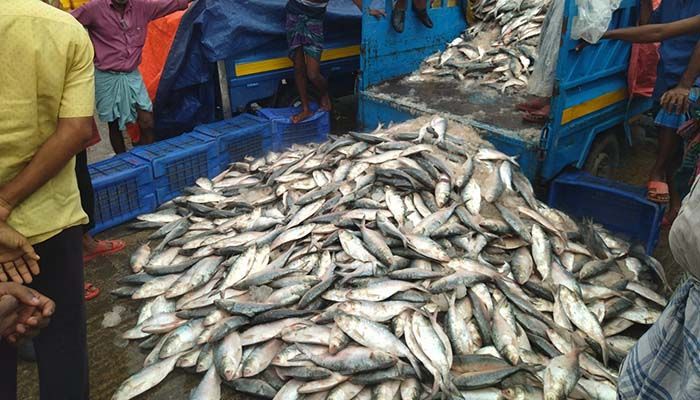 ﻿Fishermen in the coastal areas in the country started to reap the benefits of a 65-day fishing ban that was lifted last week. They have been returning home with trawlers full of hilsa.  

