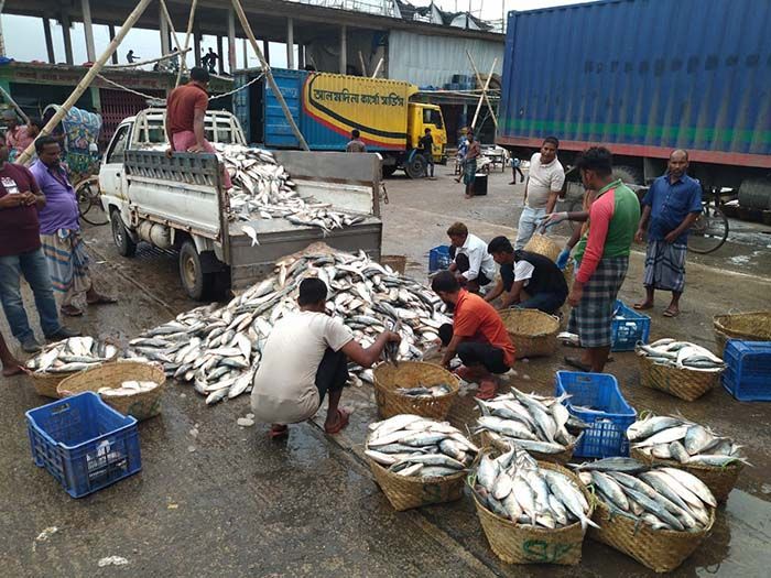 Hilsa netted from the Bay of Bengal and different rivers have already flooded the wholesale fish market in the district.


