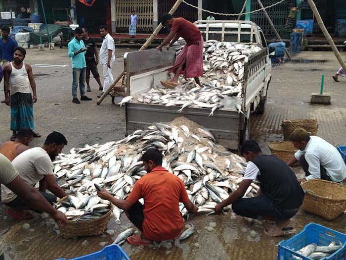 After the ban was lifted, fishermen sailed to the sea and brought in a huge load of hilsa to the market, cheering trawler owners, traders and fishermen.
